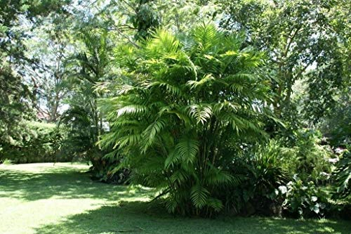 Saatgut Chamaedorea Tepejilote Pacaya Palme, 10 Samen