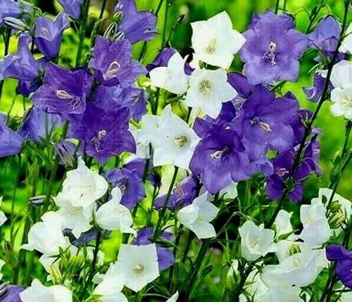 5000 Seeds of Campanula Carpatica Mixed Bellflower