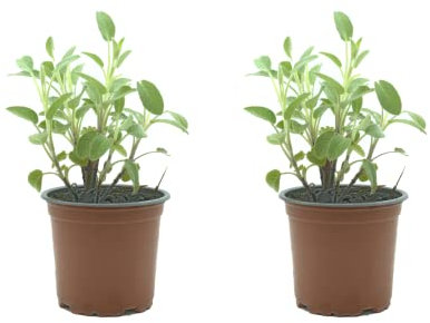 Salvia Pack de 2 Plantas Naturales para Cocinar en Maceta Ø10 Altura 20 cm Interior y Exterior Hierba Aromática para Huerto Urbano y Jardín