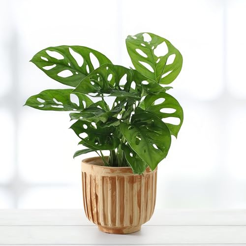 Monstera Monkey - 12cm Topf x 30cm Höhe, Lochpflanze, tropische Zimmerpflanze, frische Topfpflanze, grüner Blickfang für Wohnzimmer, Bad, Büro, pflegeleicht, luftreinigend, echte Zimmerdeko