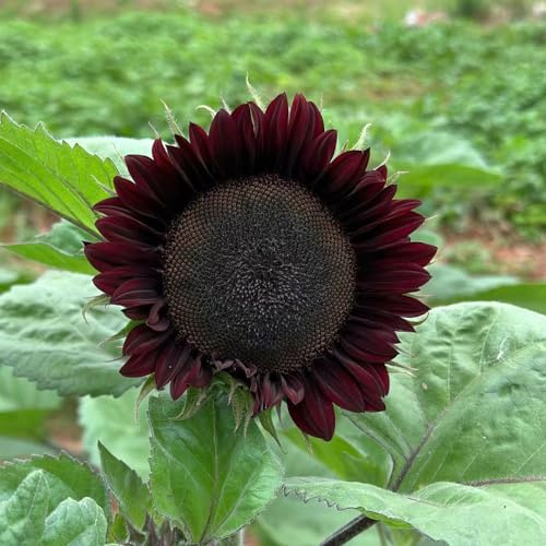 sonnenblumen gartenpflanze zimmerpflanze hochbeet balkon sonnenblume schnittblumen winterharte stauden für pralle sonne kräuterpflanzen schattenpflanzen garten winterhart pflanzendeko 200samen