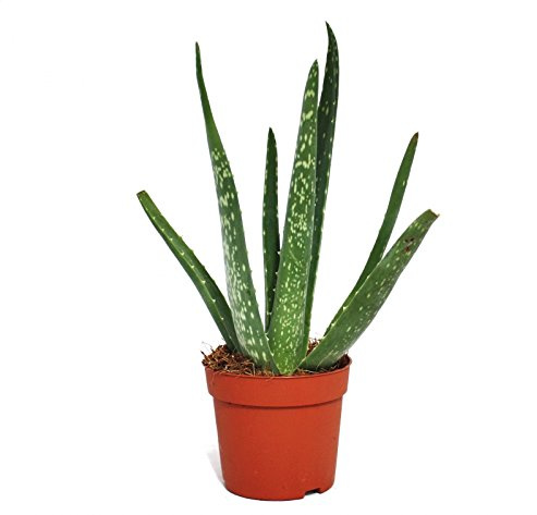 Aloe vera ca. 2 Jahre alt 10,5cm Topf