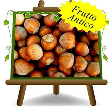 EURO PLANTS VIVAI Nocciolo Tonda di Romagna - Pianta da Frutto Antico su Vaso da 26 - Max 200 cm - 4 Anni