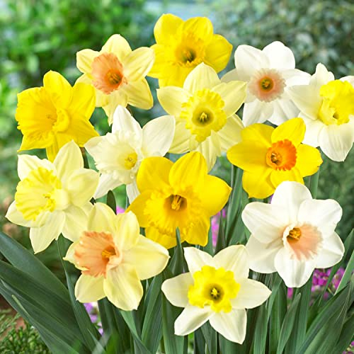 Colección de bulbos de narcisos con aroma a trompeta (25 piezas de narcisos), perennes y resistentes al invierno, mezcla de bulbos de flores de Holanda para jardín y maceta, 6-7 variedades