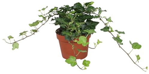 Hiedra Planta Colgante y Resistente para Interior y Exterior