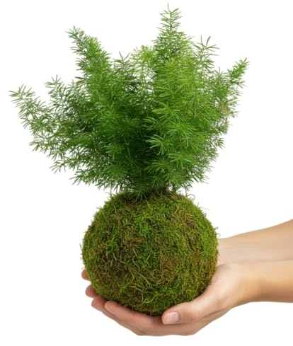 DECOALIVE Kokedama Artesanal Espárrago Helecho Planta Viva de Interior