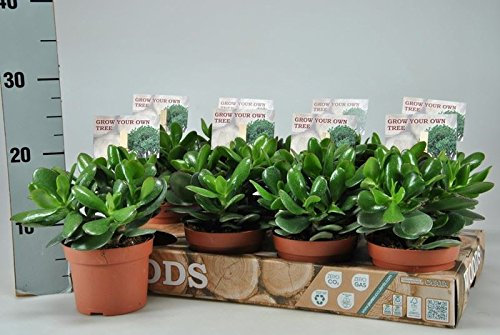 Magical Money Tree or Jade House Plant. Crassula ovata Succulent. Brings Wealth!