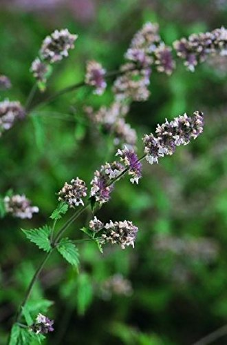 Just Seed - Herb - Catmint - Catnip - Nepeta cataria - 1500 Seeds