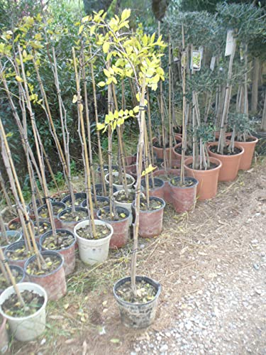 Chinesische Jujube, Ziziphus, Chinesische Dattel, Rote Dattel, Azufaifa oder (rote) Brustbeere ein Baum ca. 100-130 cm