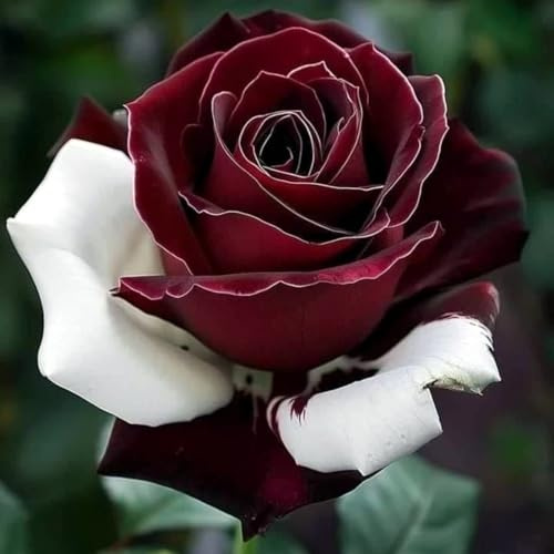 Schön Rosen-Rhizom, Überraschend wachsend, Winterhart Mehrjährig, Geeignet für Frühling und Herbst, Kein Gießen Erforderlich-5 Rhizom-D