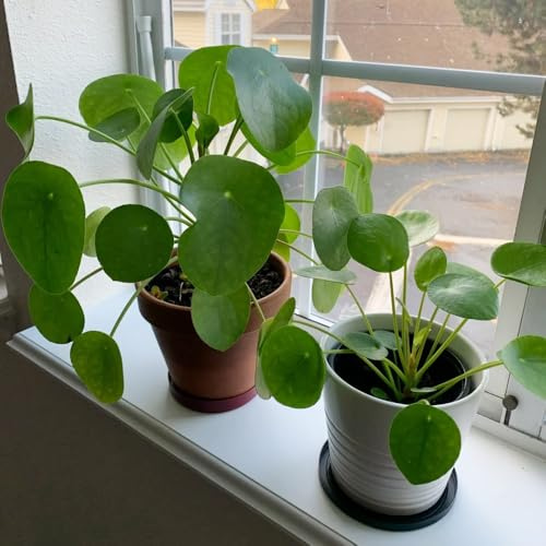 glückstalersamen, Pilea peperomioides, kübelpflanzen Chinesischer Geldbaum gartendeko für draußen steingarten gartenblumen schnittblumen bodendecker winterhart mehrjährig seltene 15pcs
