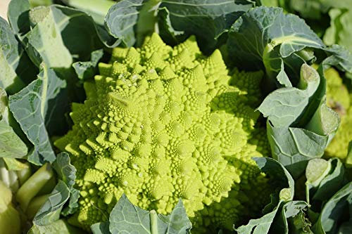 Graines Chou brocolis Romanesco - sachet de 1 gramme (environ 300 graines) - Brassica/oleracaea/Brassicaceae - Graines de style