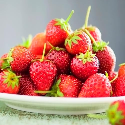 Fragole Corona - 20 piante frigo A+ - mix di 5 varietà - piante di fragole raffreddate dall'Olanda - resistenti all'inverno e perenni - Fragaria x ananassa perenni (senza semi)