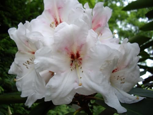 Rhododendron Hybride Tunari - Großblumige Rhododendron - 40-50cm