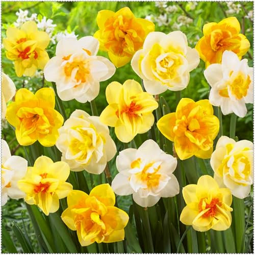 Premium Daffodil/Narcissus Bulbs – Stunning Large Blooms, Simple to Grow – Perfect for Indoor Decor, Gifts & Holiday Displays-2 Bulbs-E