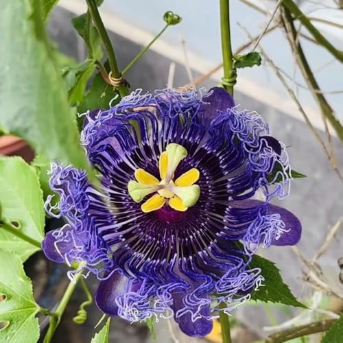 Passionsblume, wildblumensamen für draußen blumensamen seltene pflanzensamen geschenke für gartenfreunde kletterpflanzen 350Samen