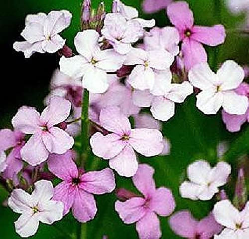 Hesperis Sweet Rocket Matronalis Mix Perennial Seeds