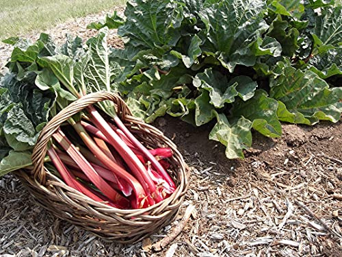 Lote de 100 semillas de ruibarbo Victoria - Tallos hermosos, voluminosos y dulces - Para consumir cocido, en tartas, mermelada, compota o jarabe - Garantía de germinación - 100% reproducible