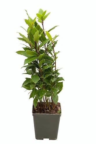Mini Árbol de Laurel PREMIUM Planta Natural de Exterior e Interior