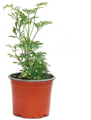 Planta de Ruda |DECOALIVE | Planta Natural | Planta con Propiedades