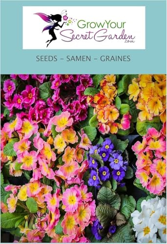 Primevère oreille d'ours - Primula auricula en mélange - vivace