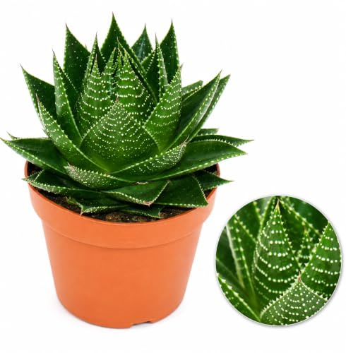 POWERS TO FLOWERS - ALOE COSMO, vaso 13cm, pianta vera