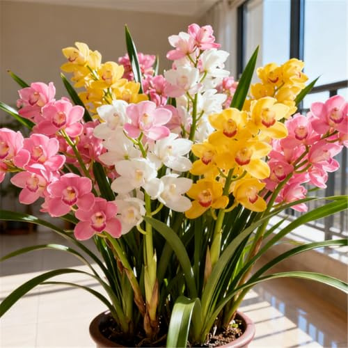 Orchidea Cymbidium profumata - Decorativa in vaso per interni ed esterni - facile da fiorire-3 PCS-E