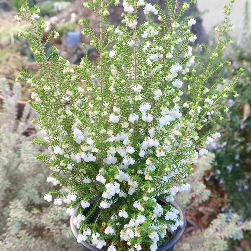 Heidekraut wildkräuter gartensamen bonsai topf schmetterlingsflieder kräutersamen wildblumensamen frühlingsblumen dachbegrünung blumengarten wildblumen balkonblumen pflanztöpfe 130samen
