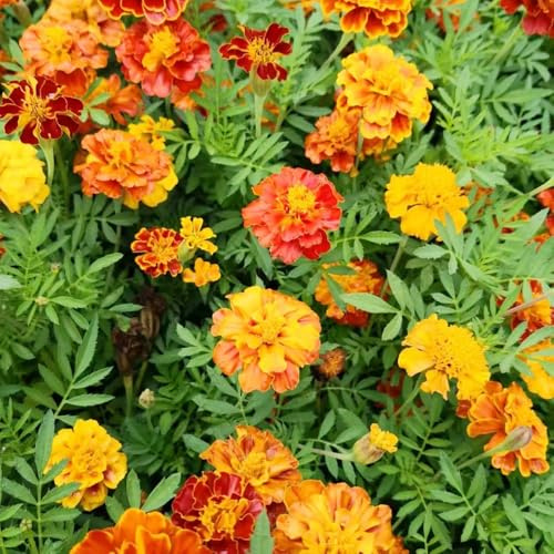 tagete semi biologici giardino semi da ufficio autunno, serra balcone 550pcs