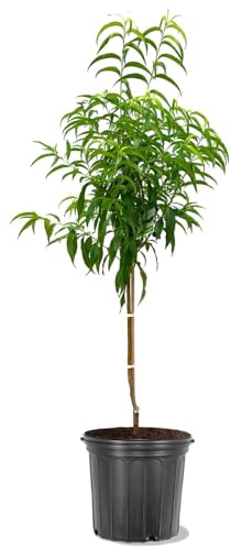 Red Haven Peach Tree, Freestone, Heavy-Bearing, Self-Pollinating, Deciduous, 5 gal Nursery Pot (Due to Agricultural Laws, we Cannot Ship to CA, AZ, AK, or HI)