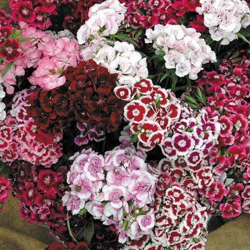 Sweet William Super Duplex Mix - 1000 Seeds + Freebie + Plant tag - Dianthus Barbatus