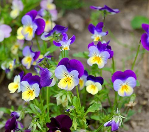 Wilde Stiefmütterchen - Viola tricolor - Viola Johnny Jump Up - 100 Samen
