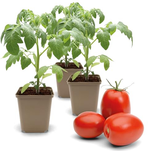 FLORTUS Buschtomatenpflanze Roma | 3 Pflanzen | Tomaten Pflanzen für Balkon und Garten | Tomatenpflanzen im Topf 9 x 9 cm | Jungpflanzen