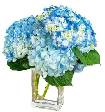 Ramo de Hortensia Azul Fresca con 10 Flores para Decoración y Regalos Especiales