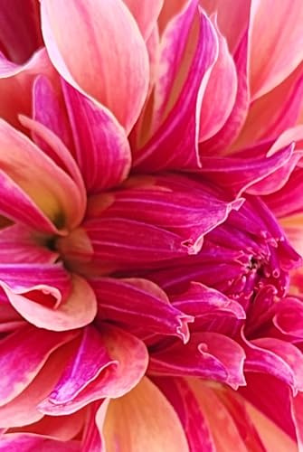 Labyrinth Dahlia Journal: Floral Notebook