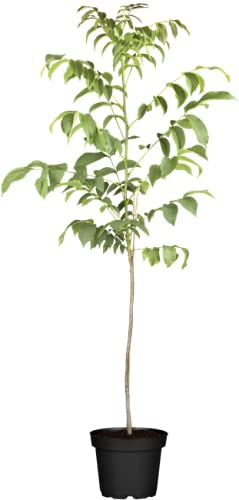 Walnussbaum Juglans regia 150-200 cm im Topf winterhart Obstbaum