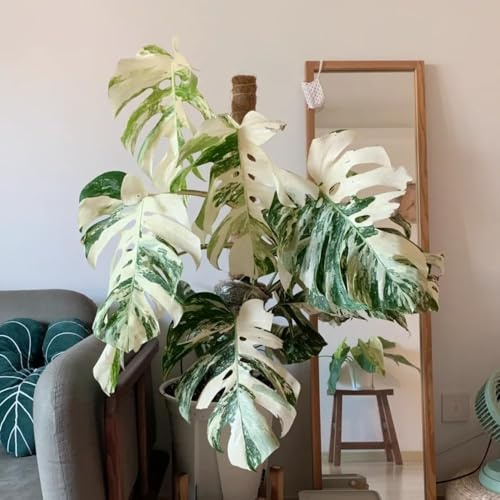 250 piezas semillas resistentes de monstera decorativas bonsái de interior bonsái semillas balcon jardín