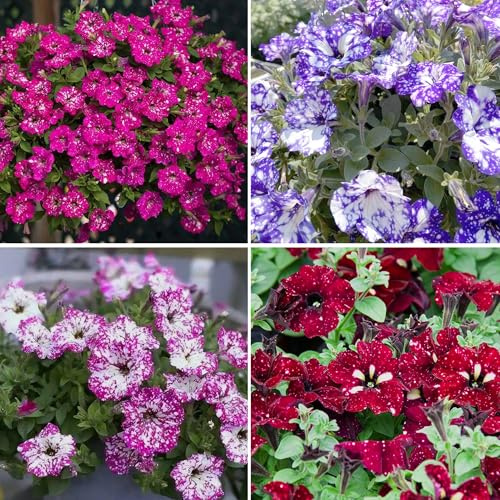 Mixrug Night Sky Petunia Seeds for Planting, 500pcs Perennial Dwarf Wave Petunia Flowers Seeds Plants, Non-GMO Heirloom High Germination Beauty Hanging Baskets Flowers Vine in Home Garden Outdoors