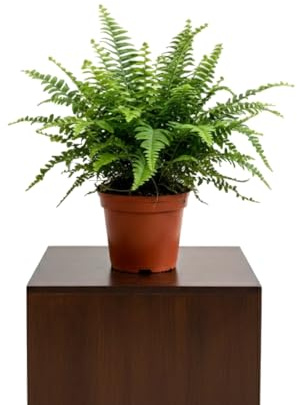Nephrolepis Exaltata Helecho Espada Natural para Decorar DECOALIVE con Maceta de 14 cm de Diámetro y Planta de 35 cm de Altura