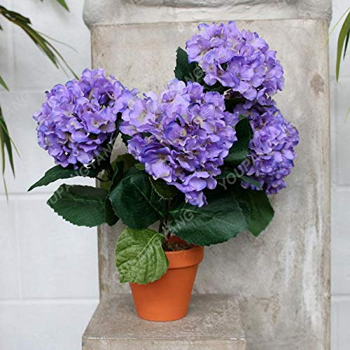 Shopvise hortensia Graines jardin 20Pcs / Pack Couleur (Sky Blue)