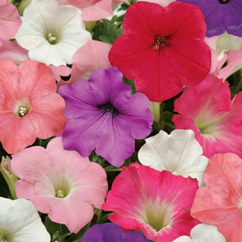 Petunia - Easy Wave Flower Garden Seed - 100 Pelleted Seeds - Formula Mix Blooms - Annual Flowers - Spreading Low Growing Petunias