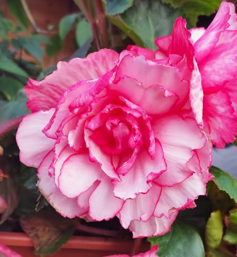 Ausverkauf Begonienzwiebeln : Begonie Knolenbegonie Begonia  Bouton de Rose  1 Knolle
