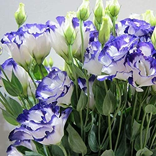 Graines de lisianthus violet Graines d'eustoma rares Graines de fleurs Graines de bonsaï pour jardin à la maison Bleu