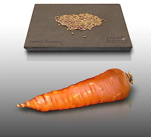 500 graines à semer - Le Grenier d'Abondance - CAROTTE De Chantenay à coeur rouge - Daucus Carota