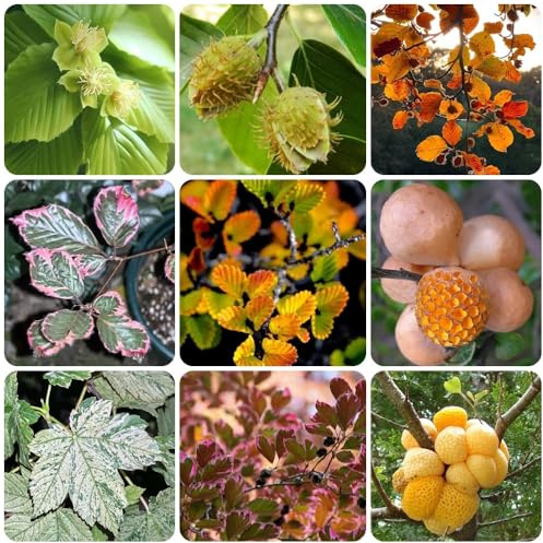 Rotbuche, Fagus sylvatica, winterharte für garten exotische pflanzensamen balkon exotische 15Samen