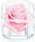 A 100% Real Rose That Lasts Years - Eternal Petals, Handmade in UK – White Gold Solo with A Clear Crystal (Light Pink)