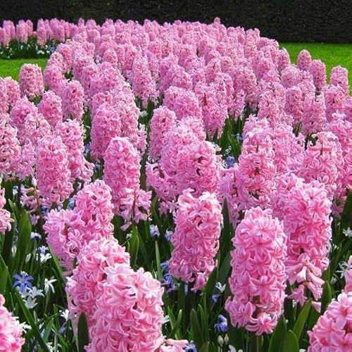Blue Magic Design 10 prepared fragrant bedding Fondant Hyacinth corm perennial plant - 16/17cm Pink flower bulbs - Summer Autumn gardening