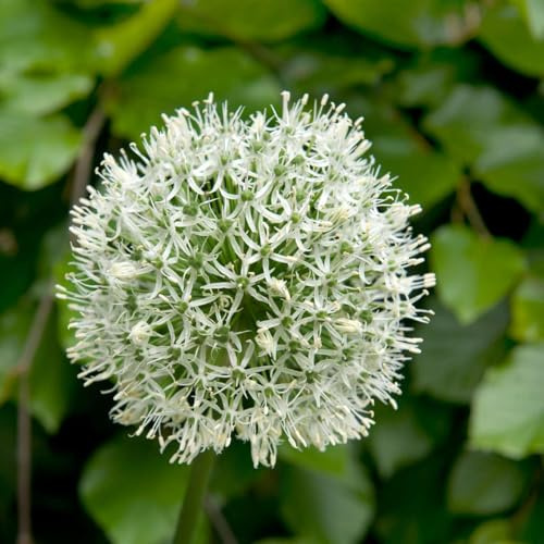 Plant in a Box - Allium Mount Everest - Zwiebeln x3 – Allium – Weiß – Groß und kugelförmig
