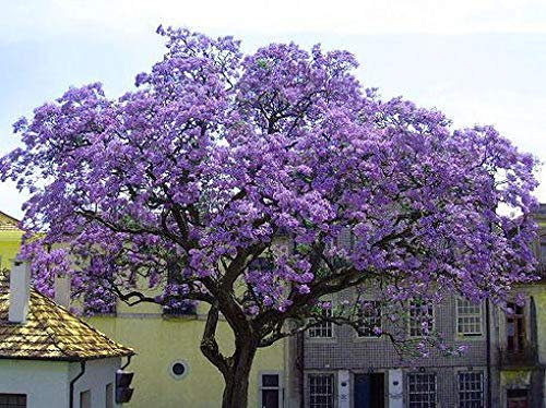 Portal Cool 5.000 Semi Paulownia tomentosa