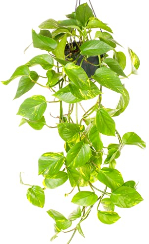 Epipremnum Aureum - Devil's Ivy | Für Zuhause oder Büro 15cm hängende Pflanze